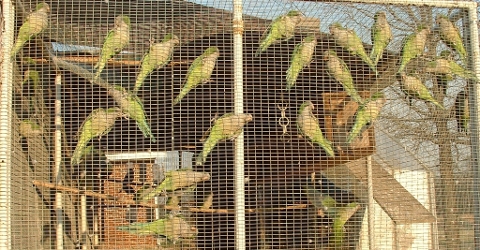 Quaker Parrots!