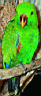 Eclectus-SI-male12wks01-640.jpg