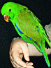 Eclectus-SI-male12wks02-640.jpg