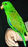Eclectus-SI-male12wks04-640.jpg