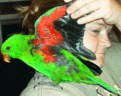 Eclectus male 12wks