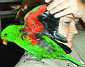 Eclectus-SI-male12wks07-640.jpg