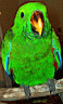Eclectus-SI-male12wks08-640.jpg