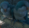 Blue Quakers