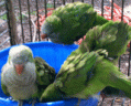 Green Quakers Bathing