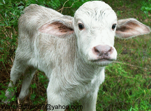 A couple of days old