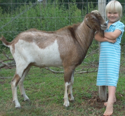 LaMancha Buck For Sale