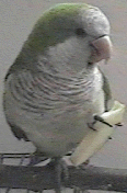Old Crow the Quaker Parrot