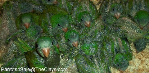 Quaker Parrots!